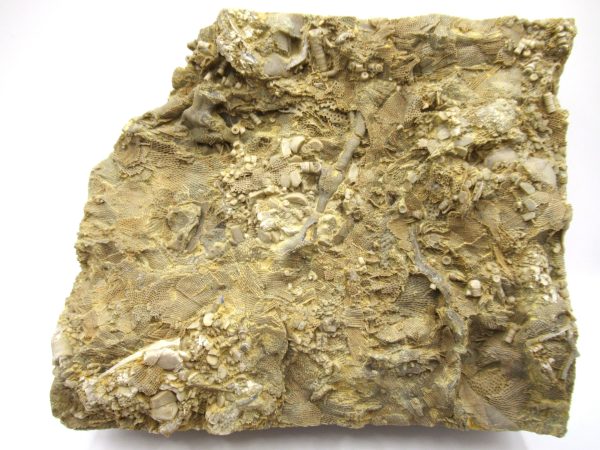 Genuine Mississippian Age Archimedes Bryozoa Fossil for Sale from Alabama #39a