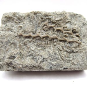 Genuine Mississippian Age Archimedes Bryozoa Fossil for Sale from Alabama #4