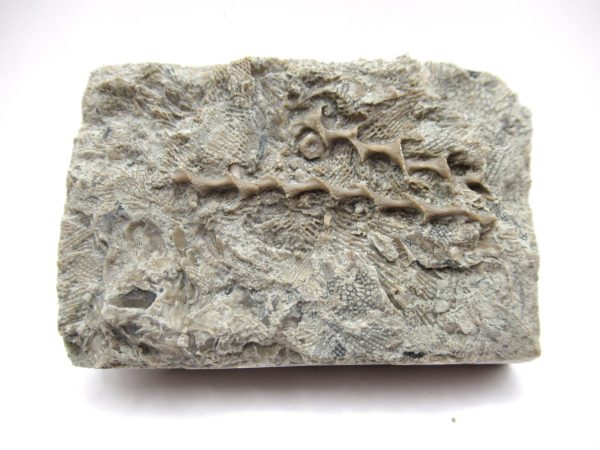 Genuine Mississippian Age Archimedes Bryozoa Fossil for Sale from Alabama #4