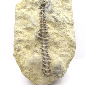 Genuine Mississippian Age Archimedes Bryozoa Fossil for Sale from Alabama #40