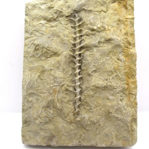 Genuine Mississippian Age Archimedes Bryozoa Fossil for Sale from Alabama #41