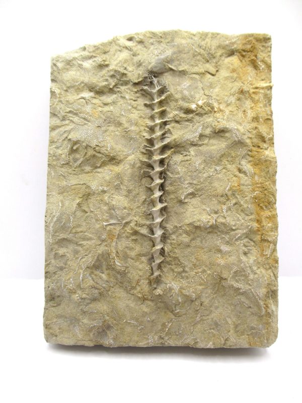 Genuine Mississippian Age Archimedes Bryozoa Fossil for Sale from Alabama #41