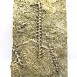 Genuine Mississippian Age Archimedes Bryozoa Fossil for Sale from Alabama #42