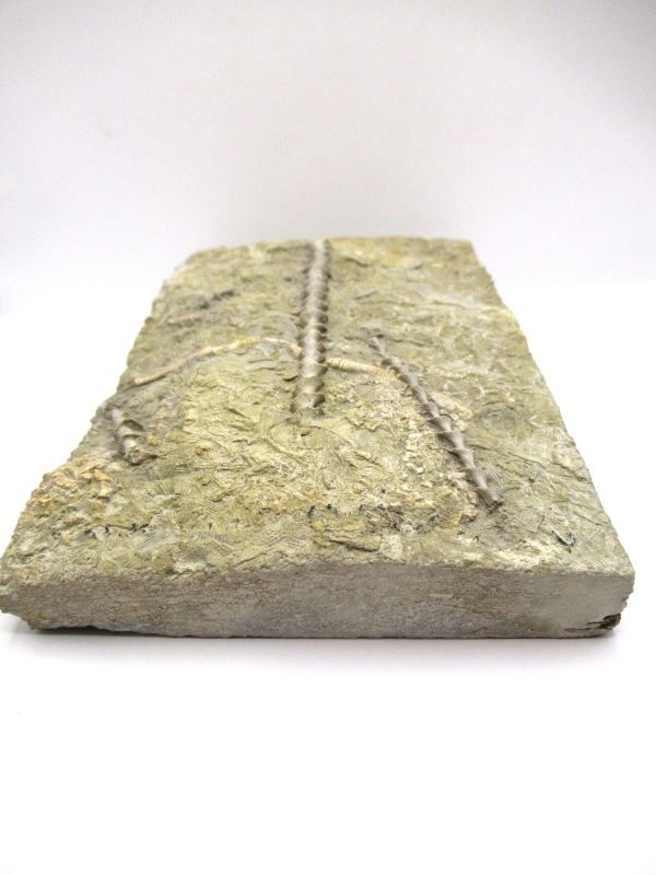 Genuine Mississippian Age Archimedes Bryozoa Fossil for Sale from Alabama #42a