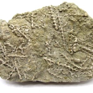 Genuine Mississippian Age Archimedes Bryozoa Fossil for Sale from Alabama #44