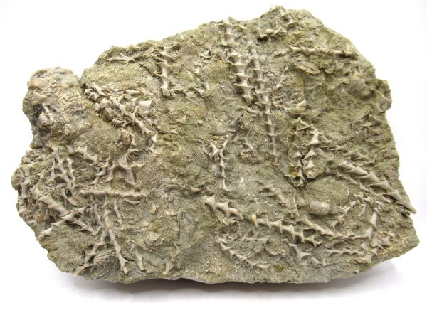 Genuine Mississippian Age Archimedes Bryozoa Fossil for Sale from Alabama #44