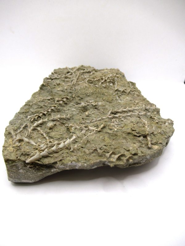 Genuine Mississippian Age Archimedes Bryozoa Fossil for Sale from Alabama #44a