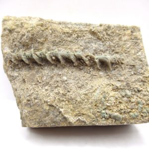 Genuine Mississippian Age Archimedes Bryozoa Fossil for Sale from Alabama #5