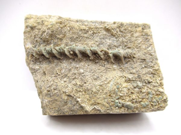 Genuine Mississippian Age Archimedes Bryozoa Fossil for Sale from Alabama #5