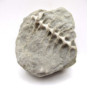 Genuine Mississippian Age Archimedes Bryozoa Fossil for Sale from Alabama #6