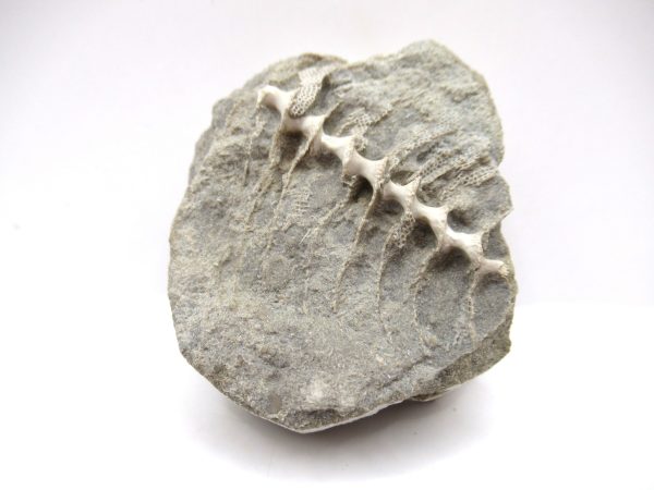 Genuine Mississippian Age Archimedes Bryozoa Fossil for Sale from Alabama #6