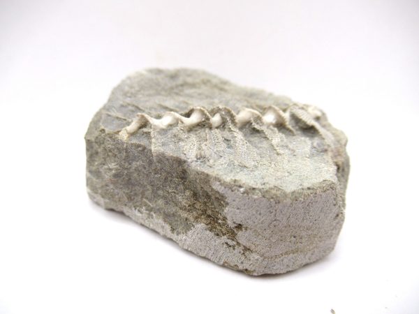 Genuine Mississippian Age Archimedes Bryozoa Fossil for Sale from Alabama #6a