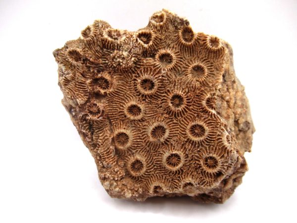 General Devonian Age Hexagonaria Coral Fossils From Arizona For Sale #4