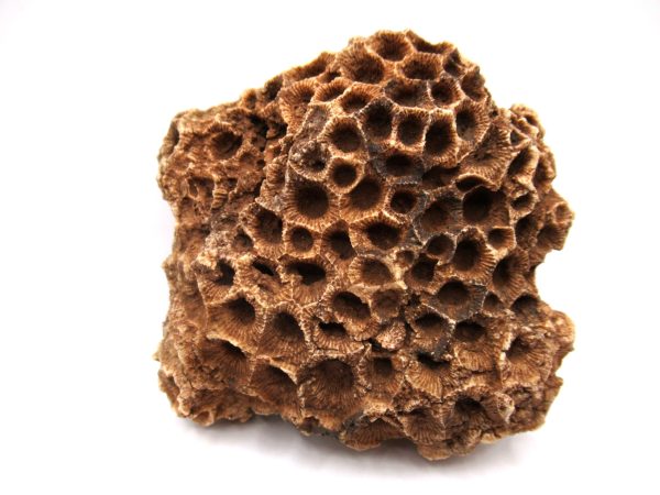 General Devonian Age Hexagonaria Coral Fossils From Arizona For Sale #6