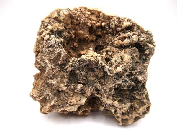 General Devonian Age Hexagonaria Coral Fossils From Arizona For Sale #6a