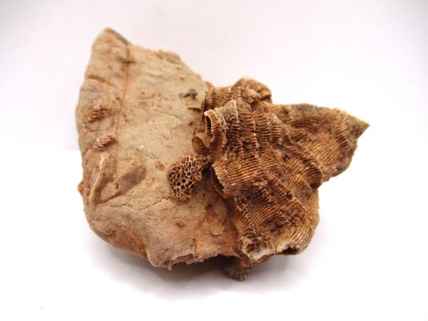 General Devonian Age Pachyphyllum Coral Fossils From Arizona For Sale #1a