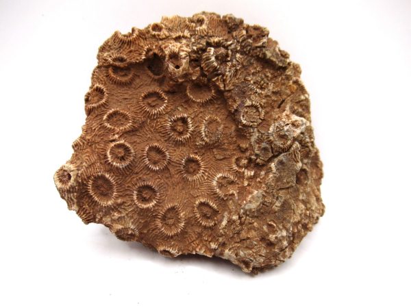 General Devonian Age Pachyphyllum Coral Fossils From Arizona For Sale #3