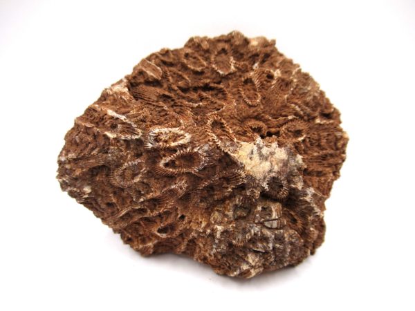 General Devonian Age Pachyphyllum Coral Fossils From Arizona For Sale #3a