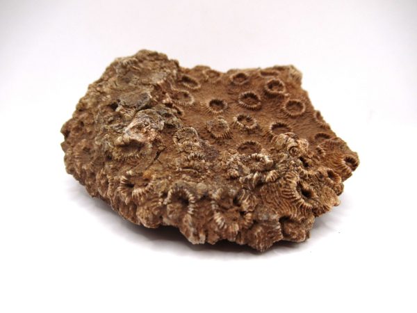 General Devonian Age Pachyphyllum Coral Fossils From Arizona For Sale #3b