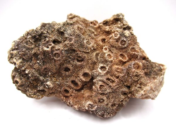 General Devonian Age Pachyphyllum Coral Fossils From Arizona For Sale #4