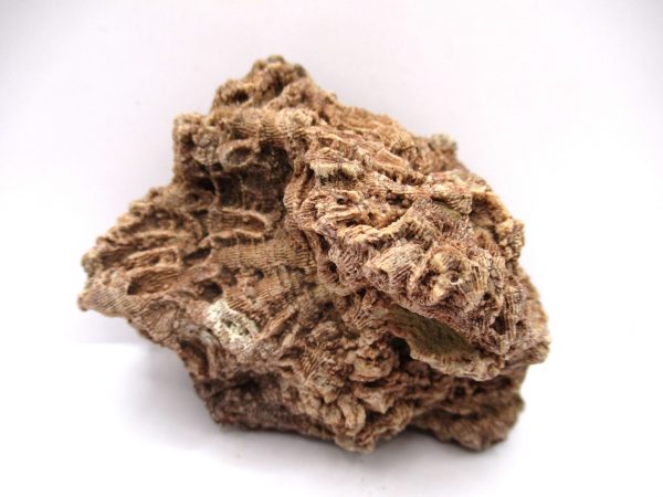 General Devonian Age Pachyphyllum Coral Fossils From Arizona For Sale #4a