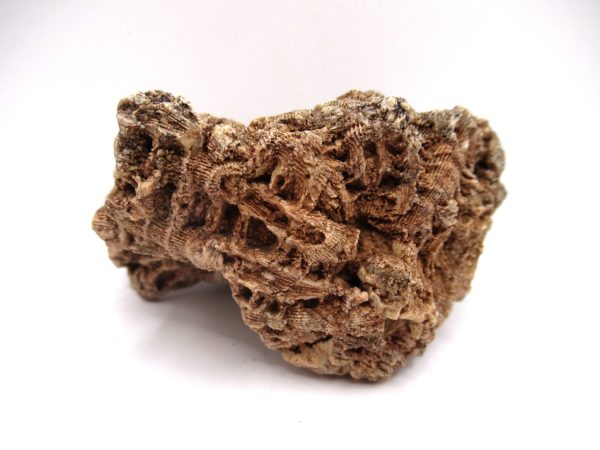 General Devonian Age Pachyphyllum Coral Fossils From Arizona For Sale #4b