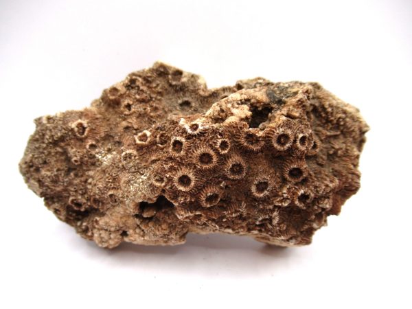 General Devonian Age Pachyphyllum Coral Fossils From Arizona For Sale #5