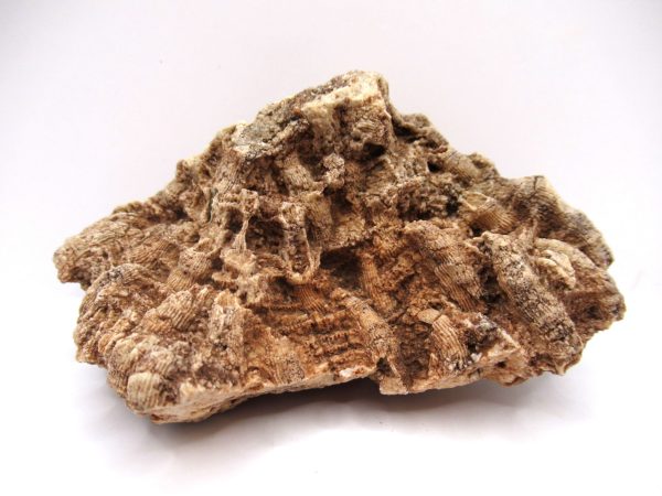 General Devonian Age Pachyphyllum Coral Fossils From Arizona For Sale #5a