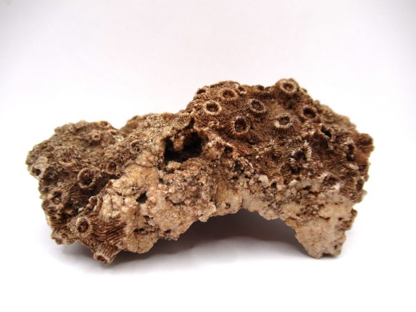 General Devonian Age Pachyphyllum Coral Fossils From Arizona For Sale #5b