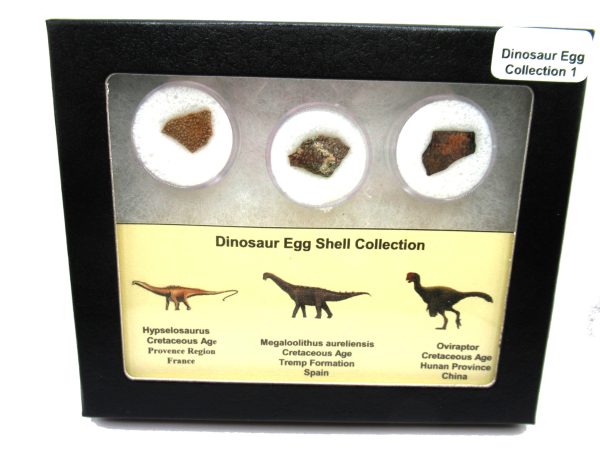 Genuine Cretaceous 3 Dinosaur Egg Shell Fossils For Sale #1