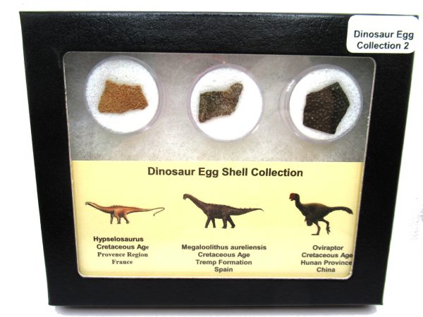 Genuine Cretaceous 3 Dinosaur Egg Shell Fossils For Sale #2