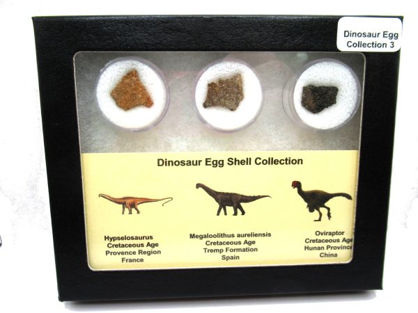 Genuine Cretaceous 3 Dinosaur Egg Shell Fossils For Sale #3