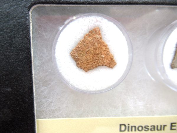 Genuine Cretaceous 3 Dinosaur Egg Shell Fossils For Sale # 3a