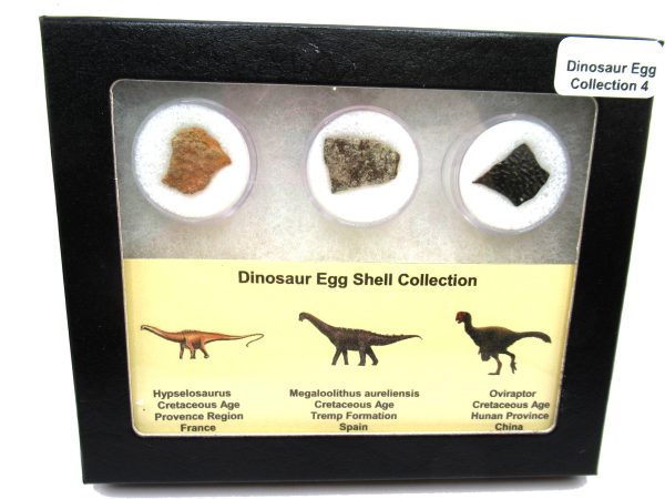 Genuine Cretaceous 3 Dinosaur Egg Shell Fossils For Sale #4