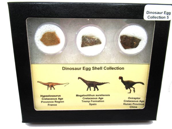 Genuine Cretaceous 3 Dinosaur Egg Shell Fossils For Sale #5