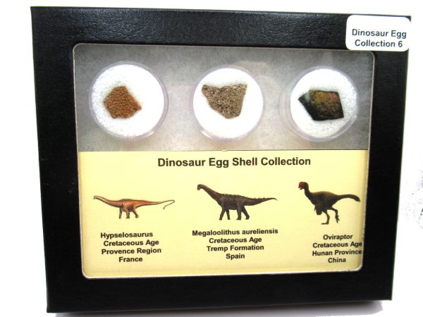 Genuine Cretaceous 3 Dinosaur Egg Shell Fossils For Sale #6