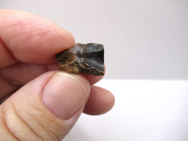 Genuine Cretaceous Triceratops Tooth Fossils for Sale from South Dakota #10