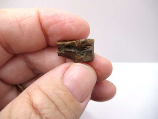 Genuine Cretaceous Triceratops Tooth Fossils for Sale from South Dakota #10b