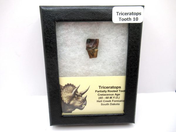 Genuine Cretaceous Triceratops Tooth Fossils for Sale from South Dakota #10e