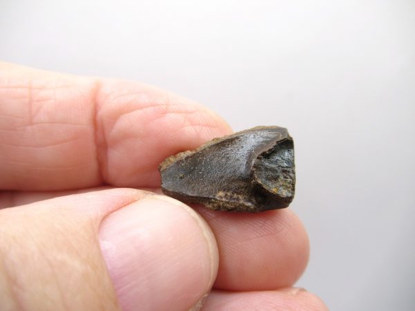 Genuine Cretaceous Triceratops Tooth Fossils for Sale from South Dakota #11