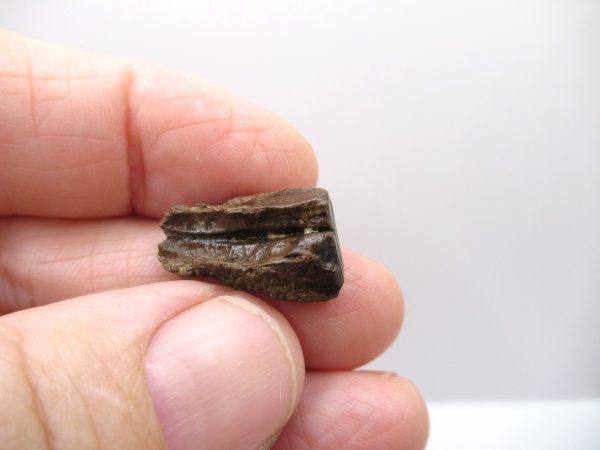 Genuine Cretaceous Triceratops Tooth Fossils for Sale from South Dakota #11b