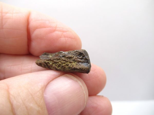 Genuine Cretaceous Triceratops Tooth Fossils for Sale from South Dakota #11c