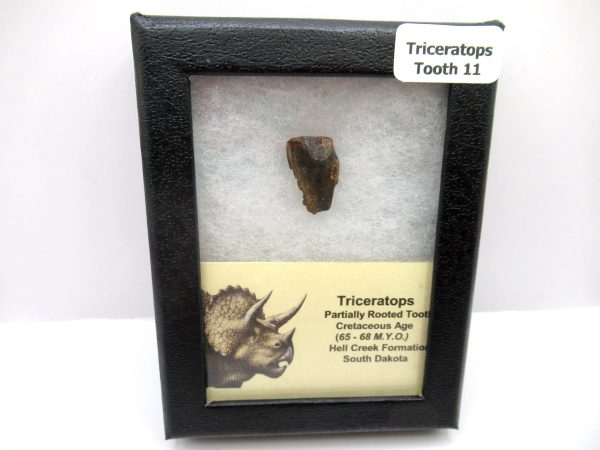 Genuine Cretaceous Triceratops Tooth Fossils for Sale from South Dakota #11e