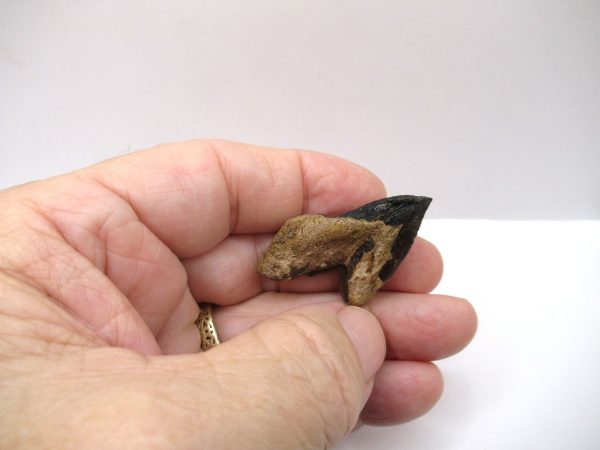 Genuine Cretaceous Triceratops Tooth Fossils for Sale from South Dakota #15a