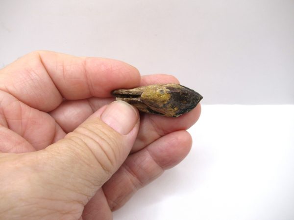 Genuine Cretaceous Triceratops Tooth Fossils for Sale from South Dakota #15b