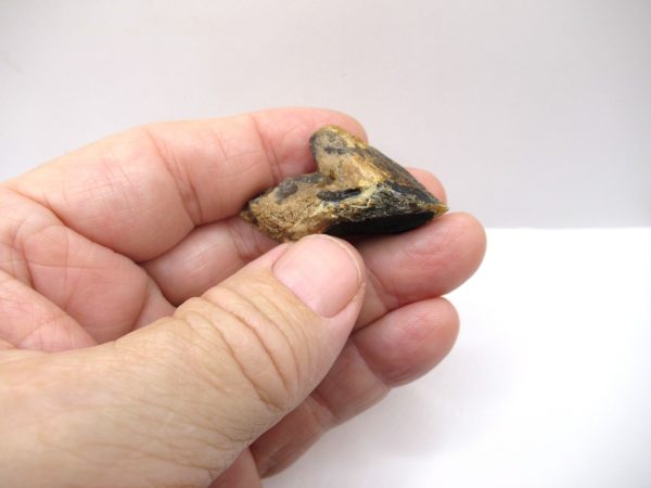 Genuine Cretaceous Triceratops Tooth Fossils for Sale from South Dakota #15c