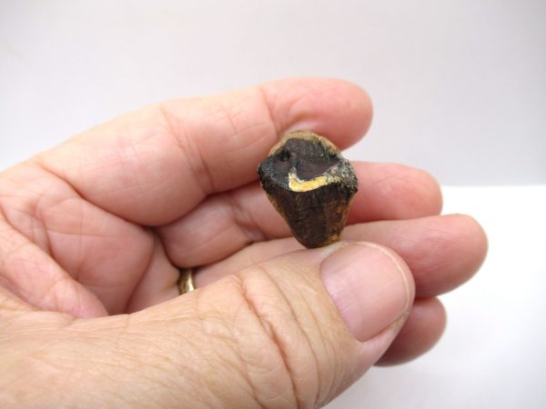 Genuine Cretaceous Triceratops Tooth Fossils for Sale from South Dakota #15d