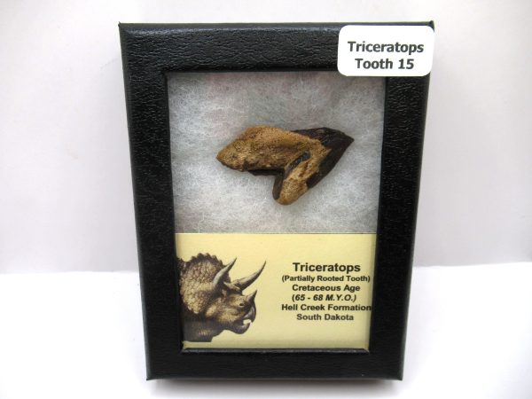 Genuine Cretaceous Triceratops Tooth Fossils for Sale from South Dakota #15e