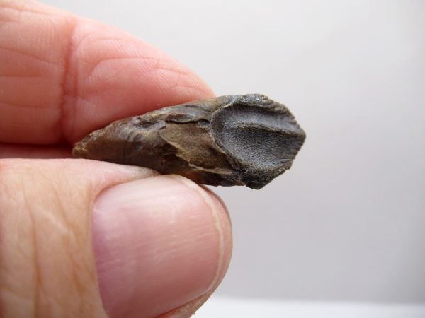 Genuine Cretaceous Age Triceratops Tooth Fossils for Sale from South Dakota #2