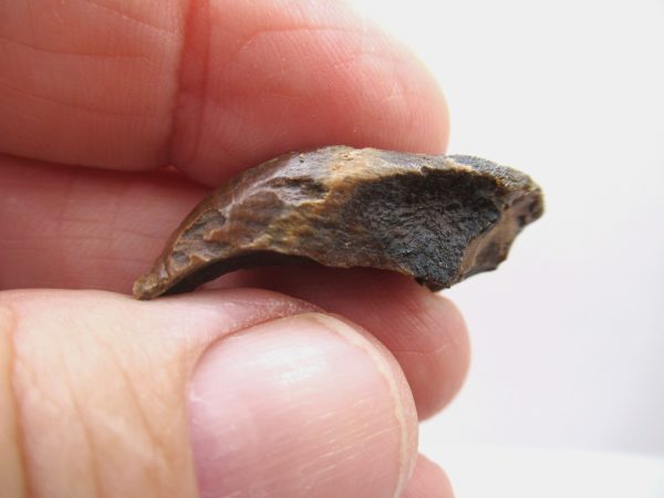 Genuine Cretaceous Age Triceratops Tooth Fossils for Sale from South Dakota #2a